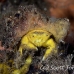 crab_sponge_shr_tam_h_0018_bal6391.jpg